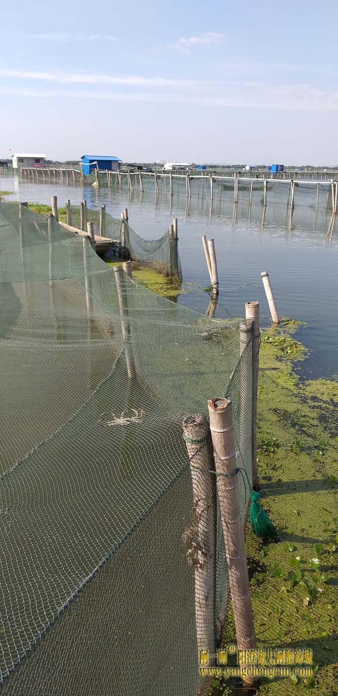 阳澄湖蟹成熟时....