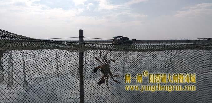 阳澄湖蟹成熟时....
