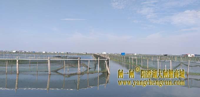 阳澄湖蟹成熟时....