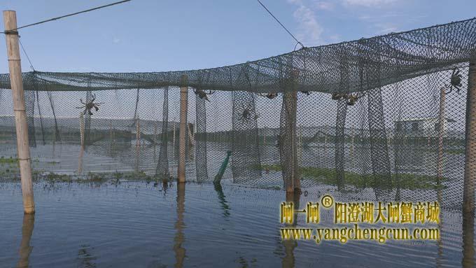 阳澄湖蟹成熟时....