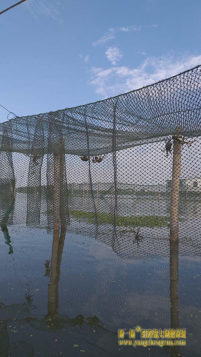阳澄湖蟹成熟时....