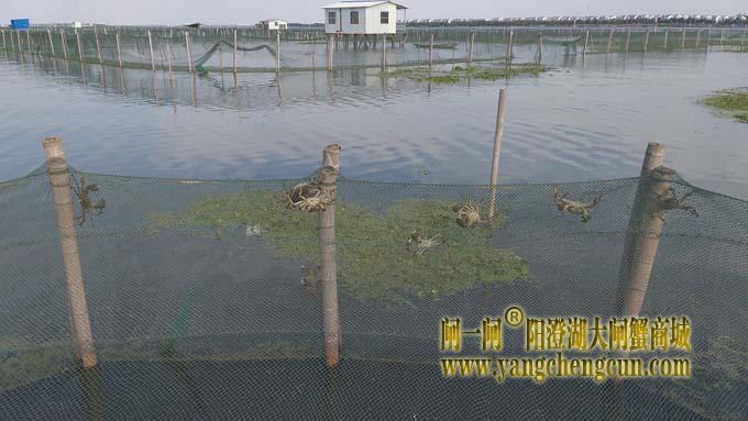阳澄湖蟹成熟时....