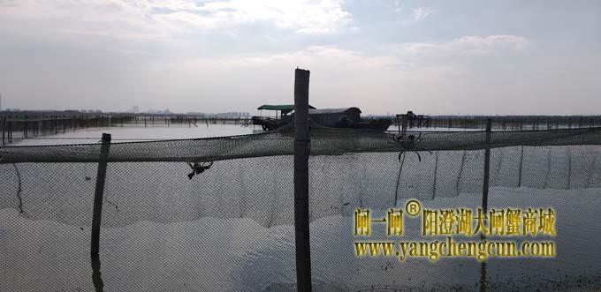 阳澄湖蟹成熟时....