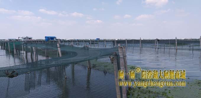 成熟的阳澄湖大闸蟹多爬上了网