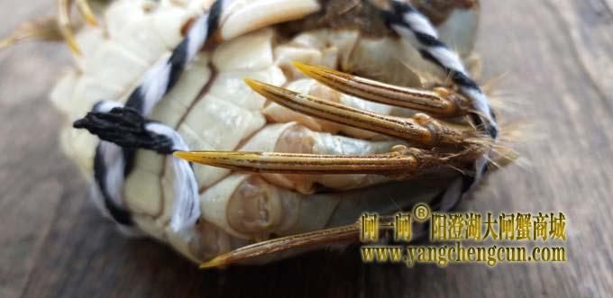 阳澄湖大闸蟹（金爪）