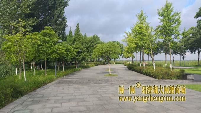 巴城生态湿地公园