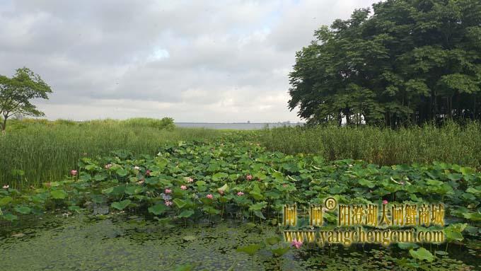 巴城生态湿地公园