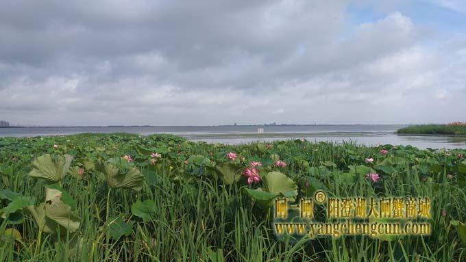 巴城生态湿地公园