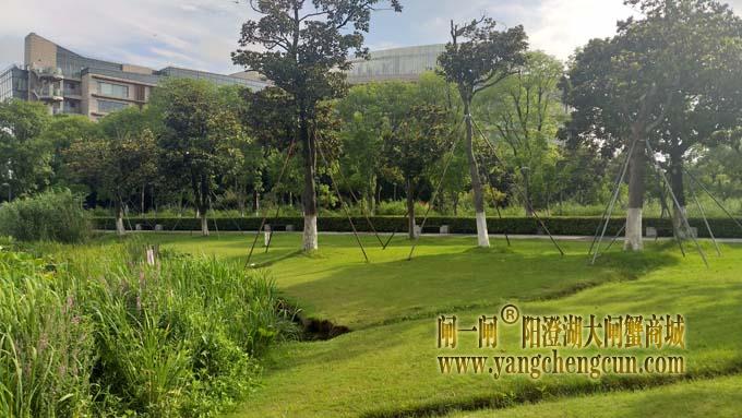 巴城生态湿地公园