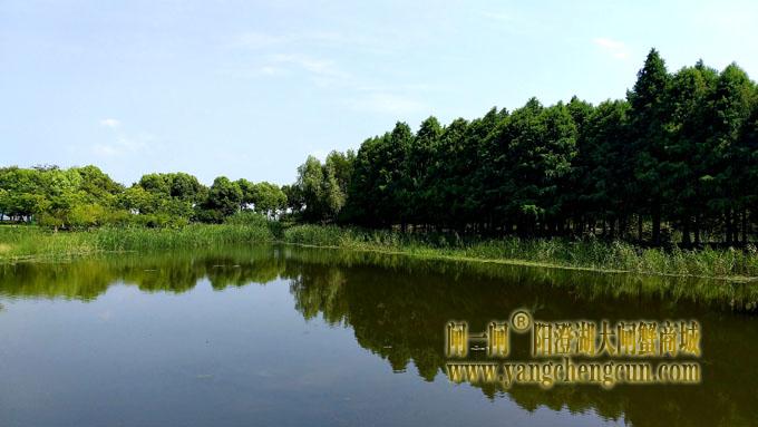 阳澄湖半岛——云杉湖公园