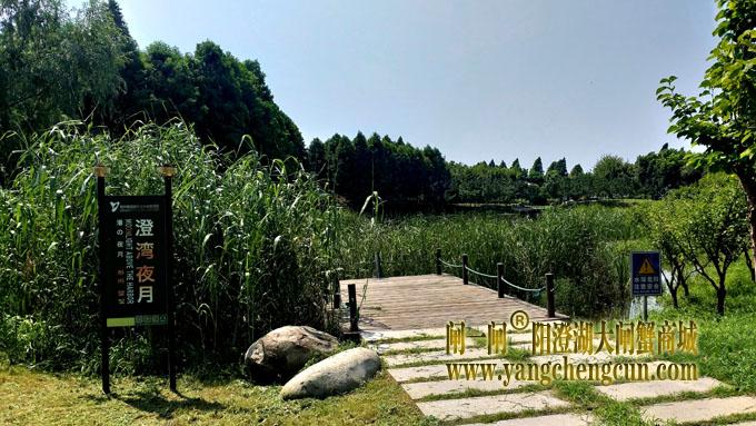 阳澄湖半岛——云杉湖公园