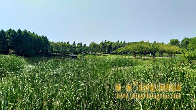 阳澄湖半岛——云杉湖公园