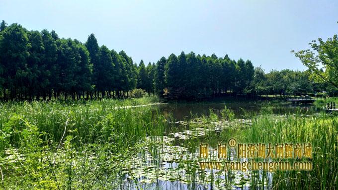 阳澄湖半岛——云杉湖公园