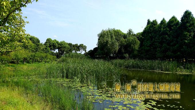 阳澄湖半岛——云杉湖公园