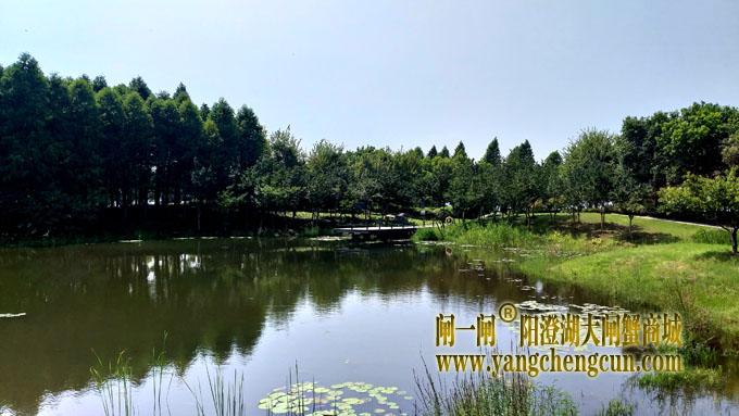 阳澄湖半岛——云杉湖公园