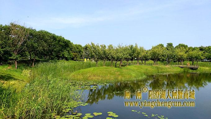 阳澄湖半岛——云杉湖公园