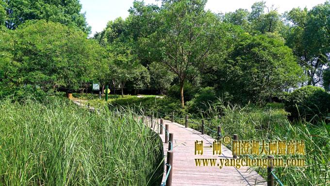 阳澄湖半岛——云杉湖公园