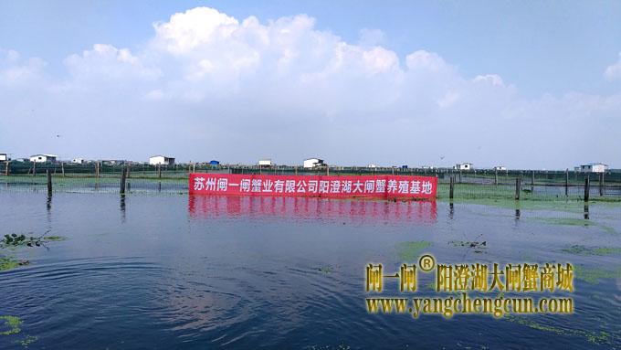苏州阳澄湖大闸蟹养殖基地