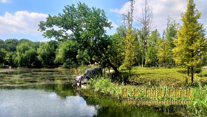 阳澄湖半岛————仙樱湖公园（二）