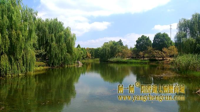 阳澄湖半岛————仙樱湖公园（二）