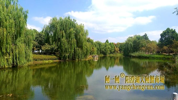 阳澄湖半岛————仙樱湖公园（二）