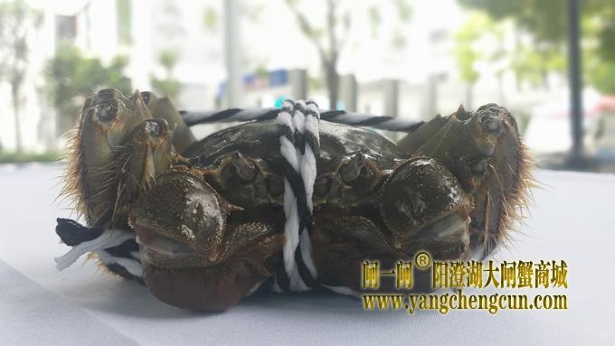 阳澄湖大闸蟹