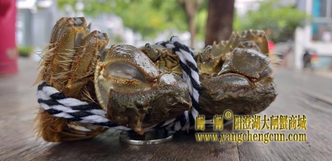 阳澄湖大闸蟹
