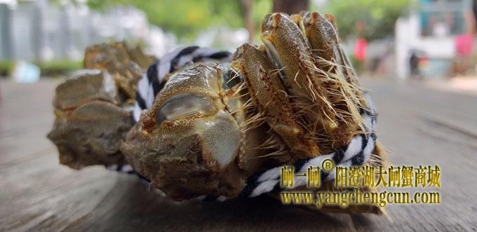 阳澄湖大闸蟹