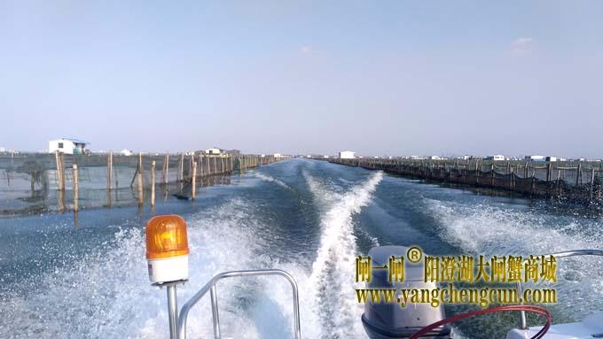 阳澄湖大闸蟹成熟季