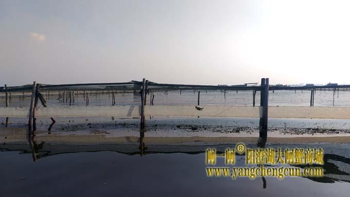 阳澄湖大闸蟹成熟季