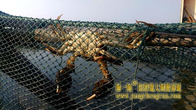 阳澄湖大闸蟹成熟季