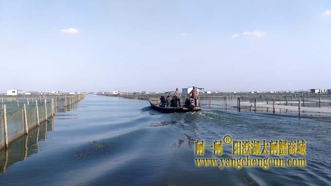 阳澄湖大闸蟹成熟季