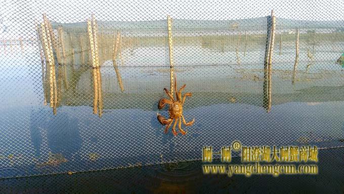 阳澄湖大闸蟹成熟季
