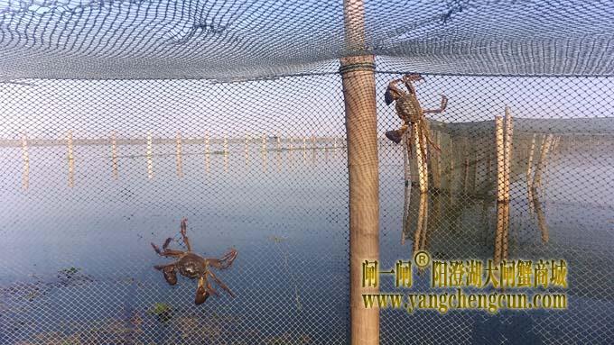 阳澄湖大闸蟹成熟季