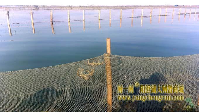 阳澄湖大闸蟹成熟季