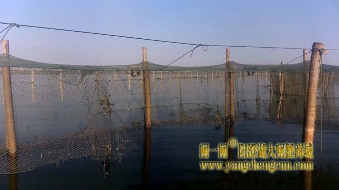 阳澄湖大闸蟹成熟季