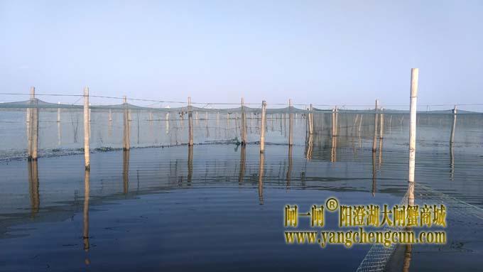 阳澄湖大闸蟹成熟季