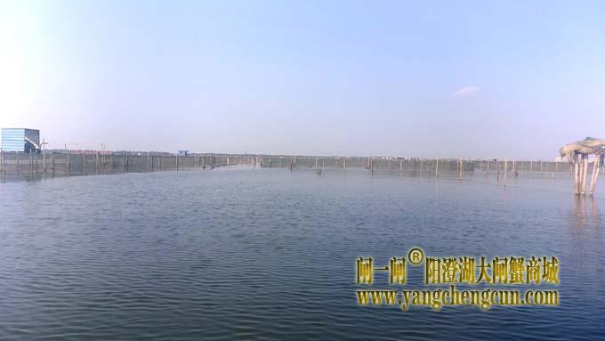 阳澄湖大闸蟹成熟季