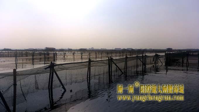 阳澄湖大闸蟹成熟季