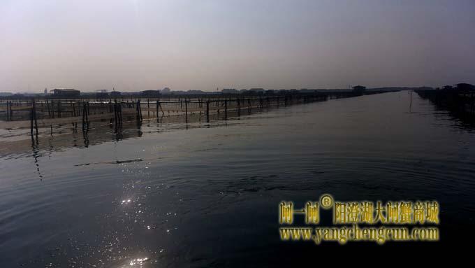 阳澄湖大闸蟹成熟季