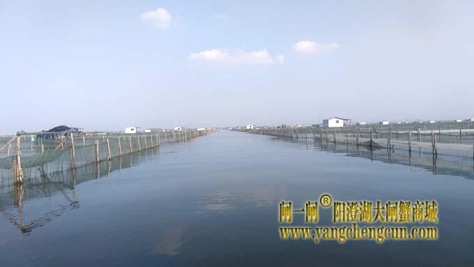 阳澄湖大闸蟹成熟季