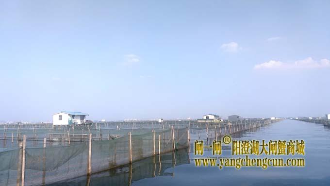 阳澄湖大闸蟹成熟季