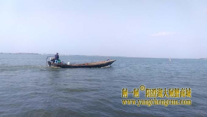 阳澄湖大闸蟹成熟季