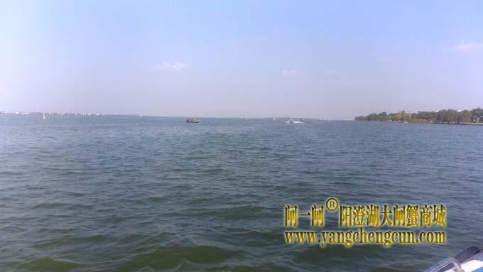 阳澄湖大闸蟹成熟季