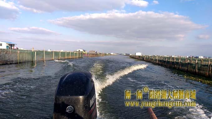 阳澄湖大闸蟹成熟季