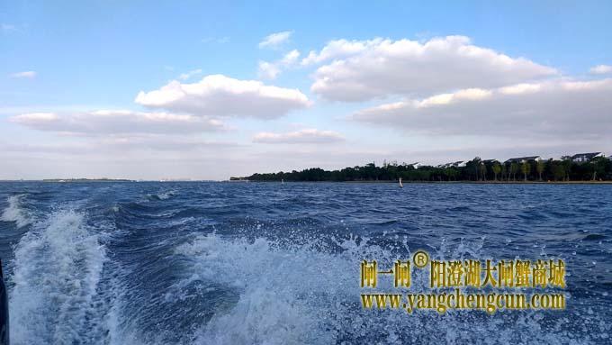 阳澄湖大闸蟹成熟季