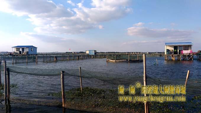 阳澄湖大闸蟹成熟季