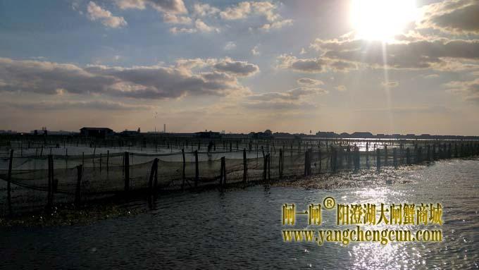 阳澄湖大闸蟹成熟季