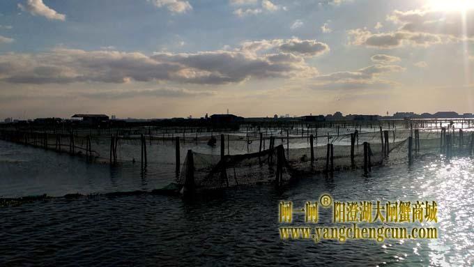 阳澄湖大闸蟹成熟季