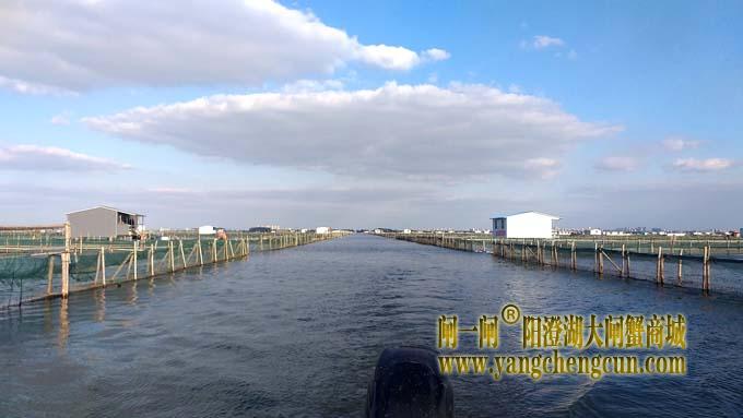 阳澄湖大闸蟹成熟季